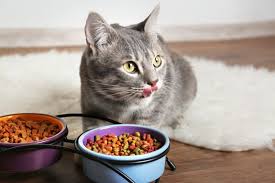 CAT FOOD