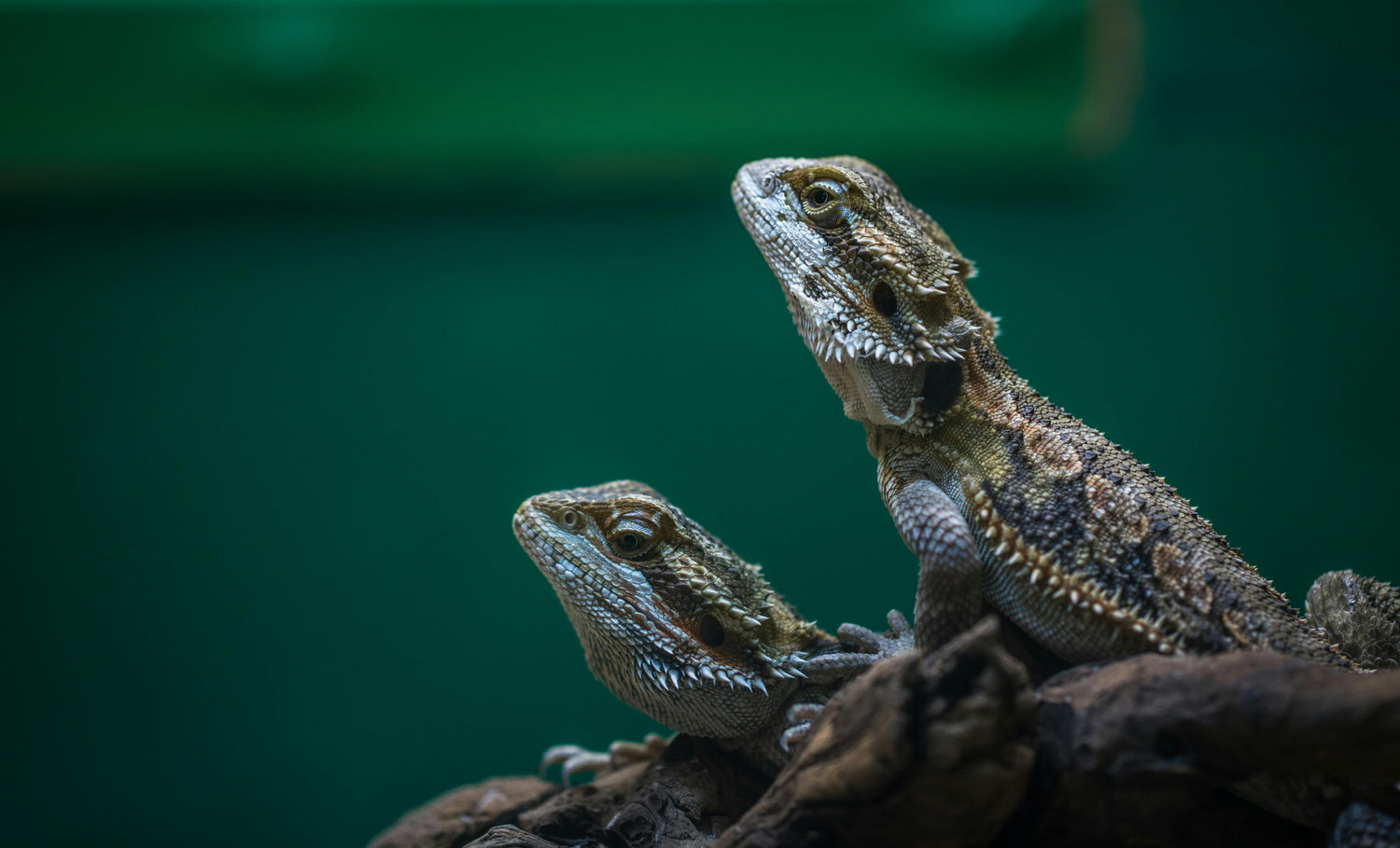 REPTILES