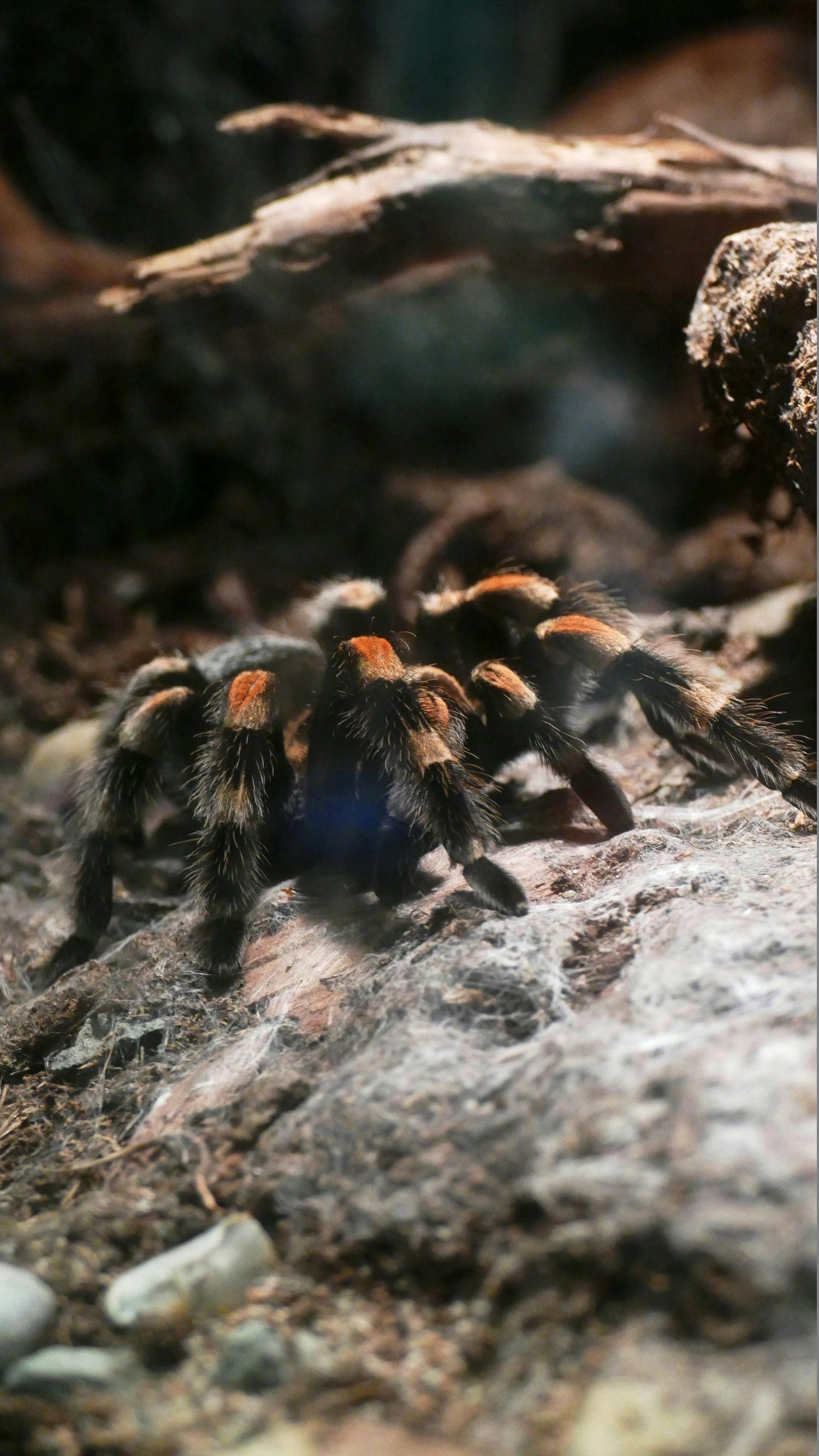 TARANTULAS