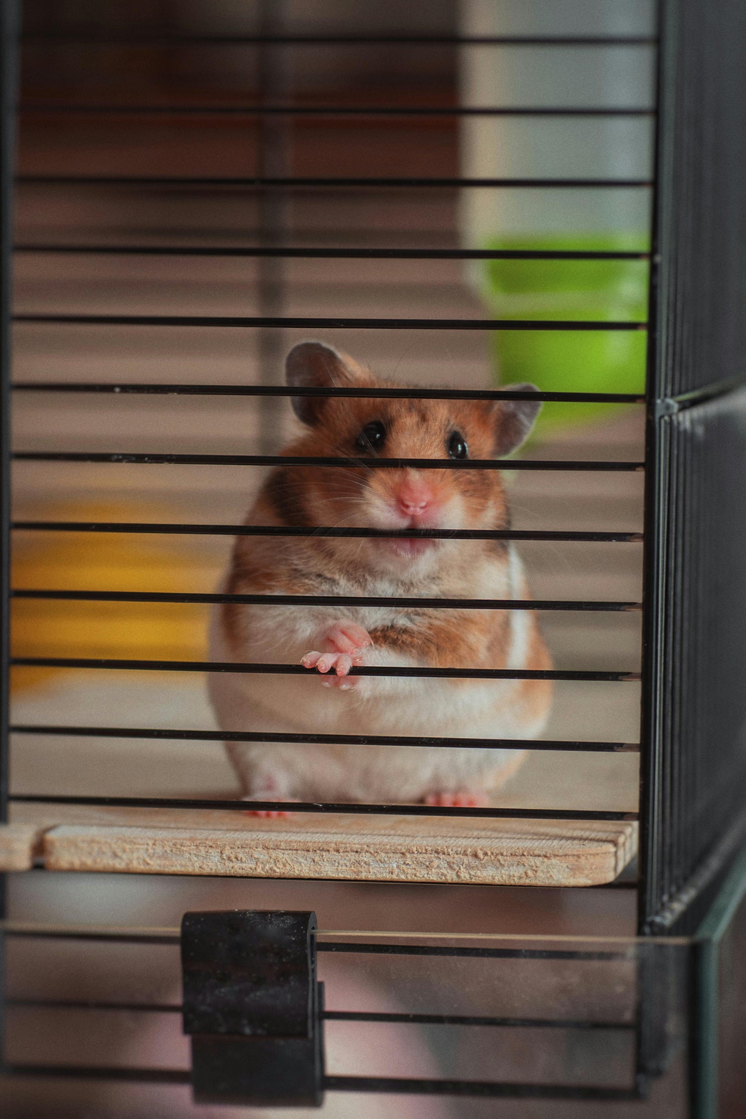 SMALL ANIMALS